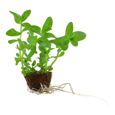 Bacopa caroliniana