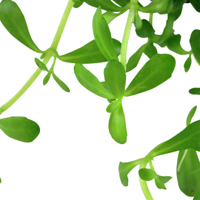 Bacopa monnieri 'Compact'