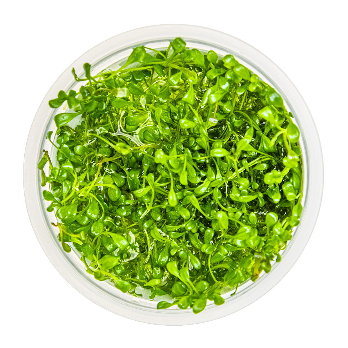 Glossostigma elatinoides