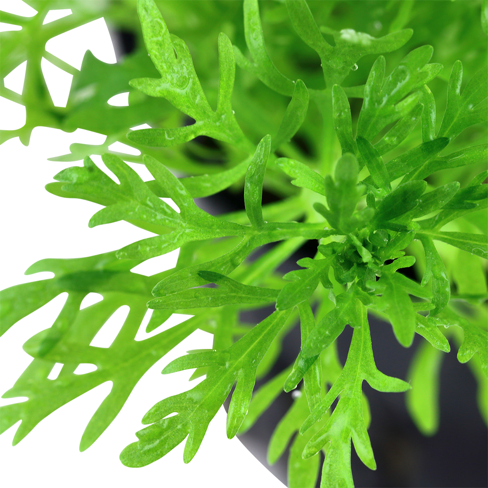 Limnophila aquatica