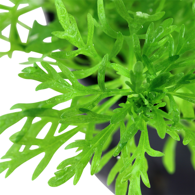 Limnophila aquatica