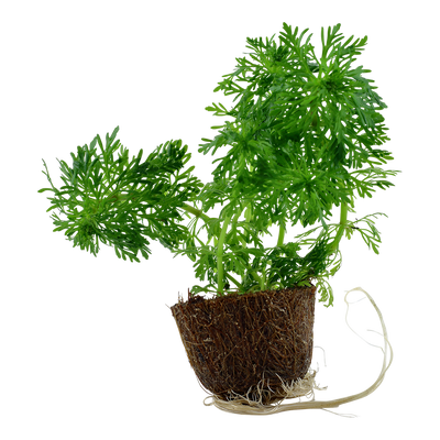 Limnophila sessiliflora