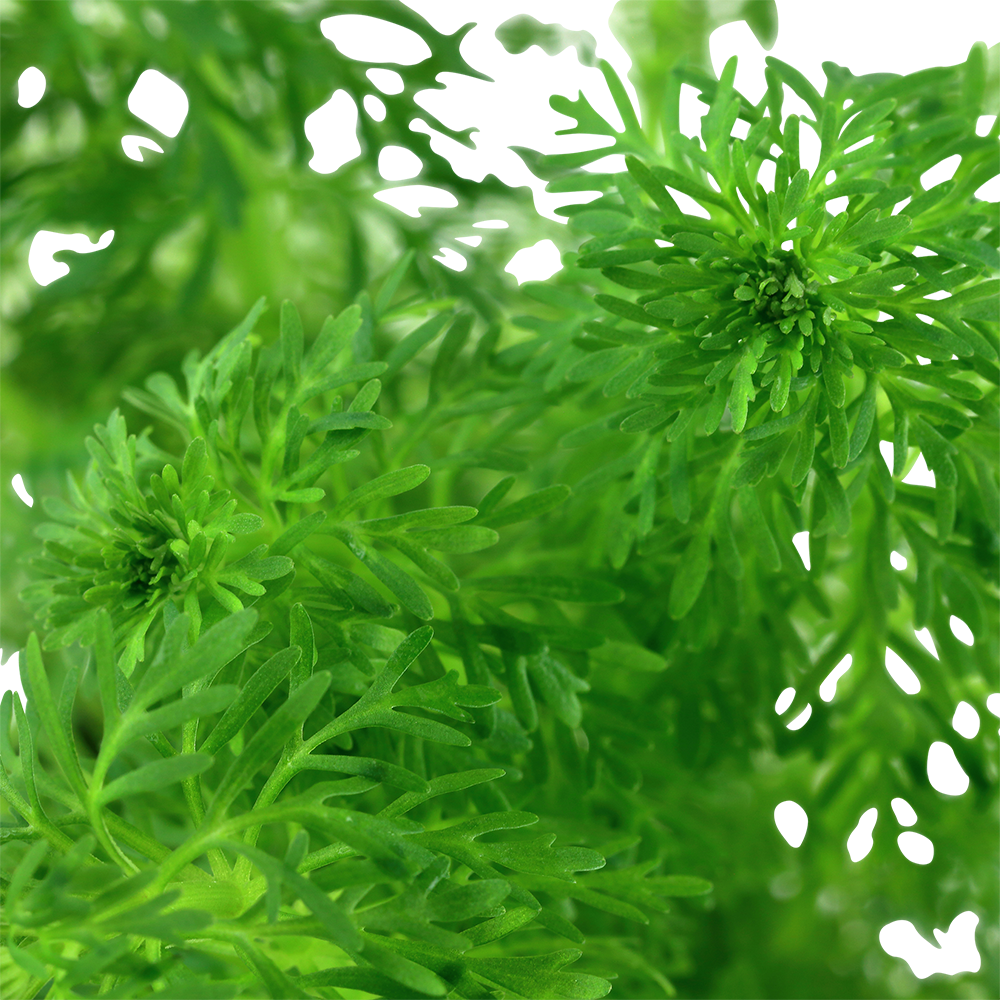 Limnophila sessiliflora