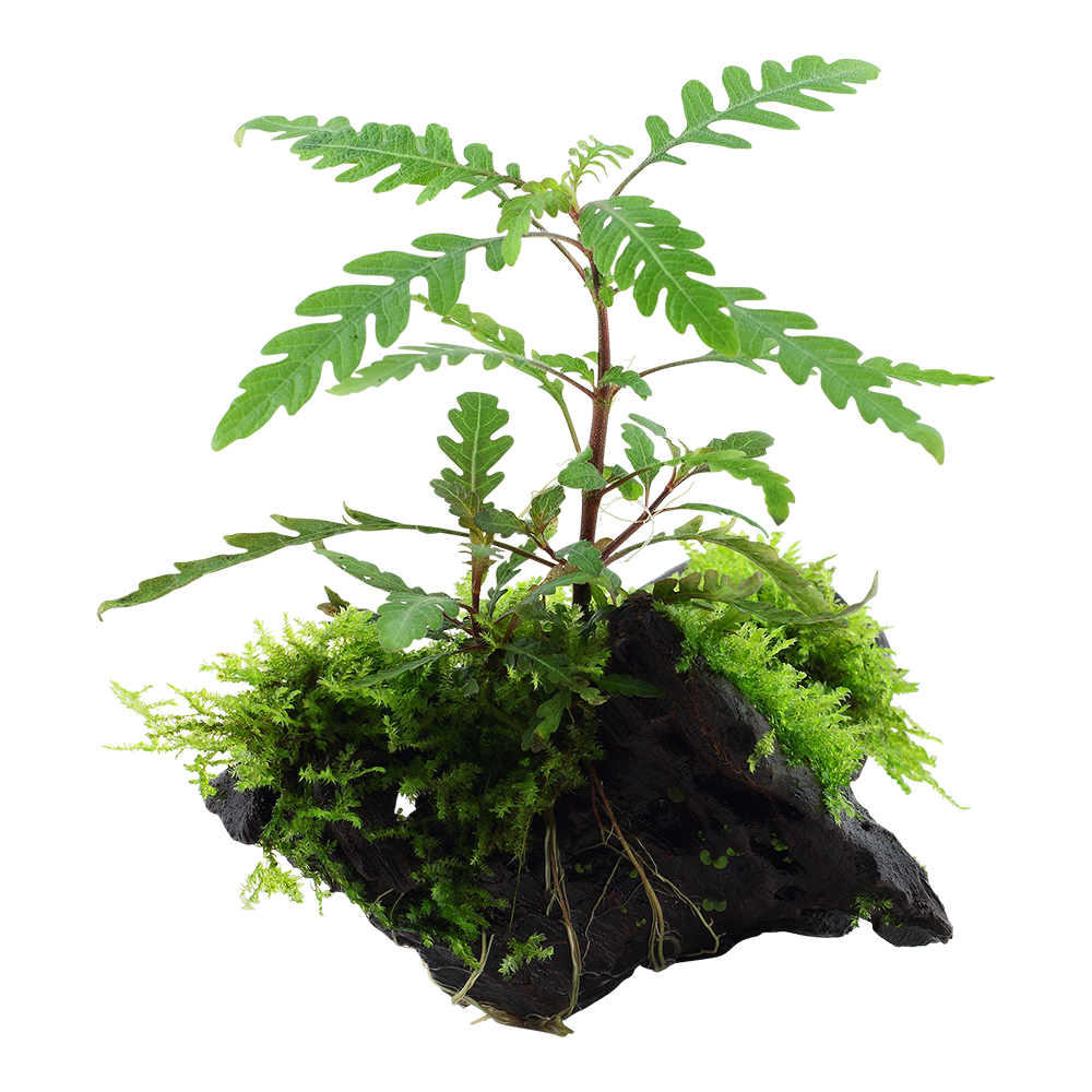 Hygrophila pinnatifida & moss