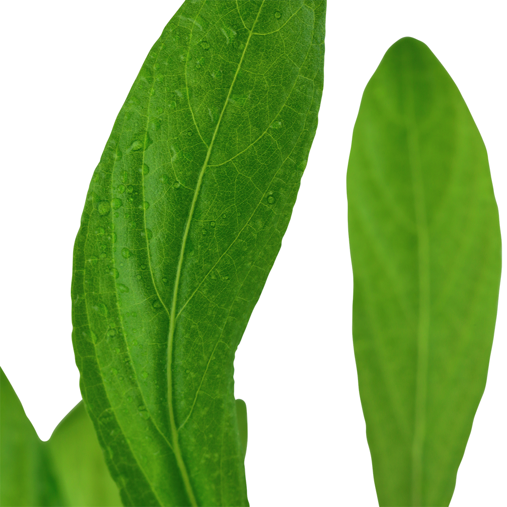 Hygrophila costata