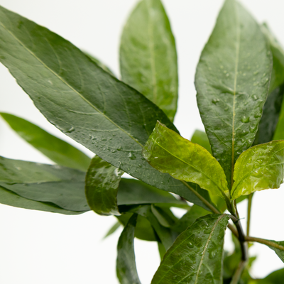 Hygrophila corymbosa 'Stricta'