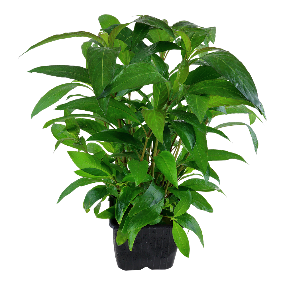 Hygrophila corymbosa 'Stricta'
