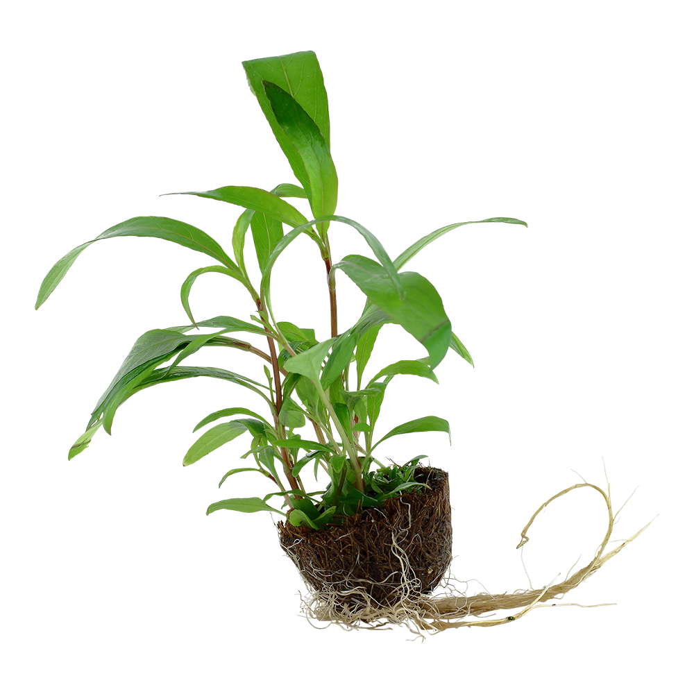 Hygrophila corymbosa 'Siamensis 53B'