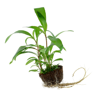 Hygrophila corymbosa 'Siamensis 53B'