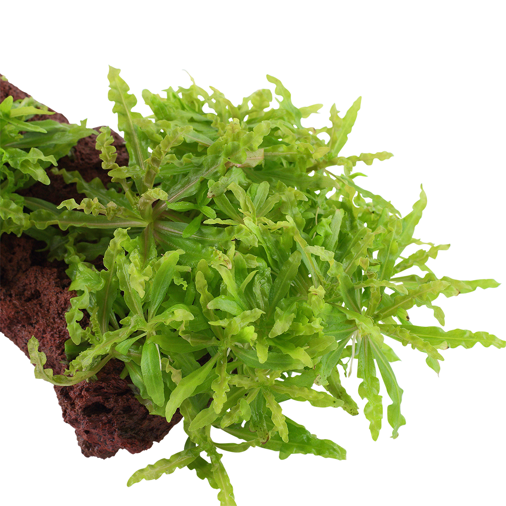 Pogostemon helferi