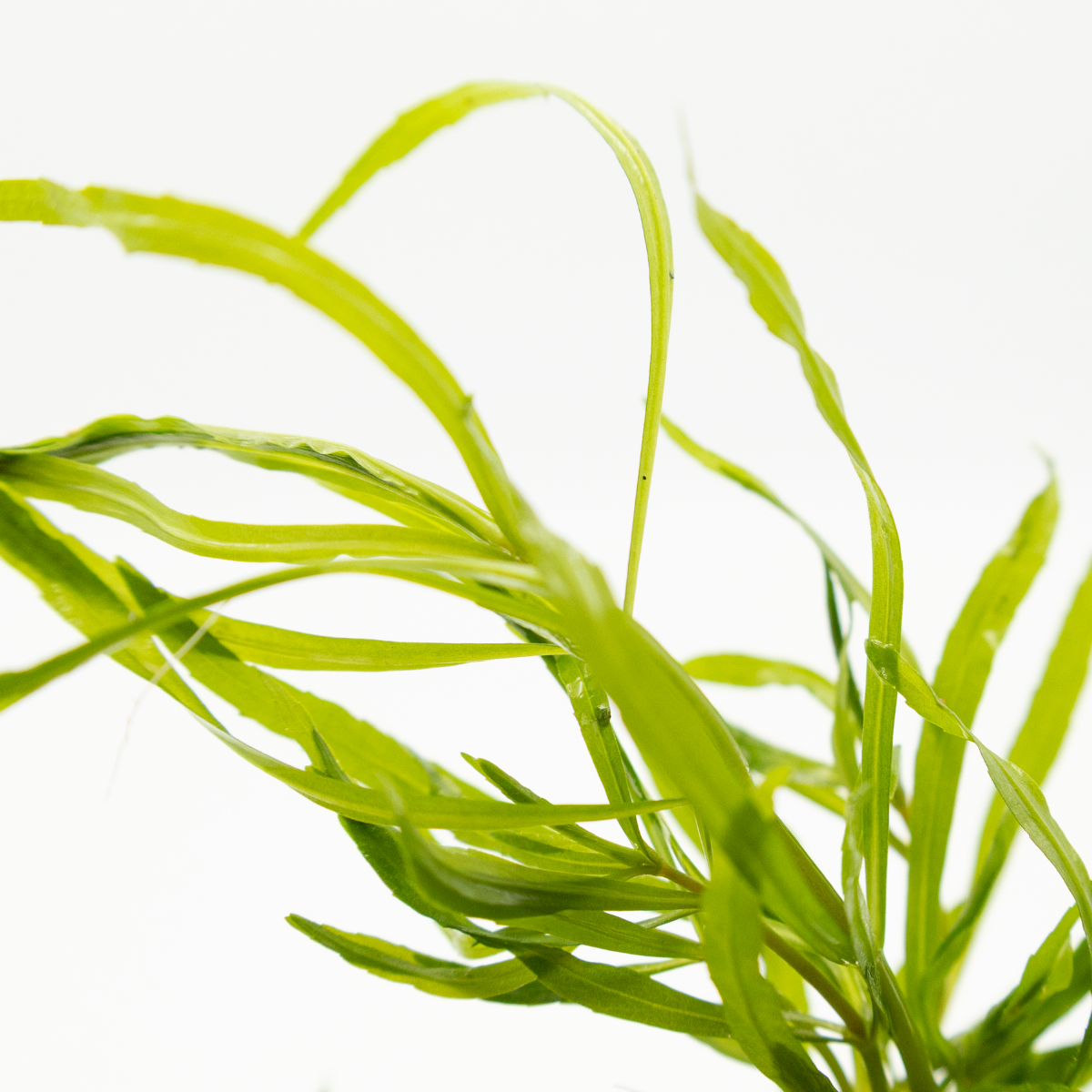 Pogostemon quadrifolius