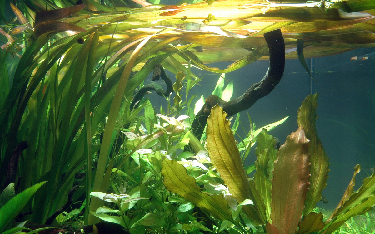 Vallisneria 'Gigantea'