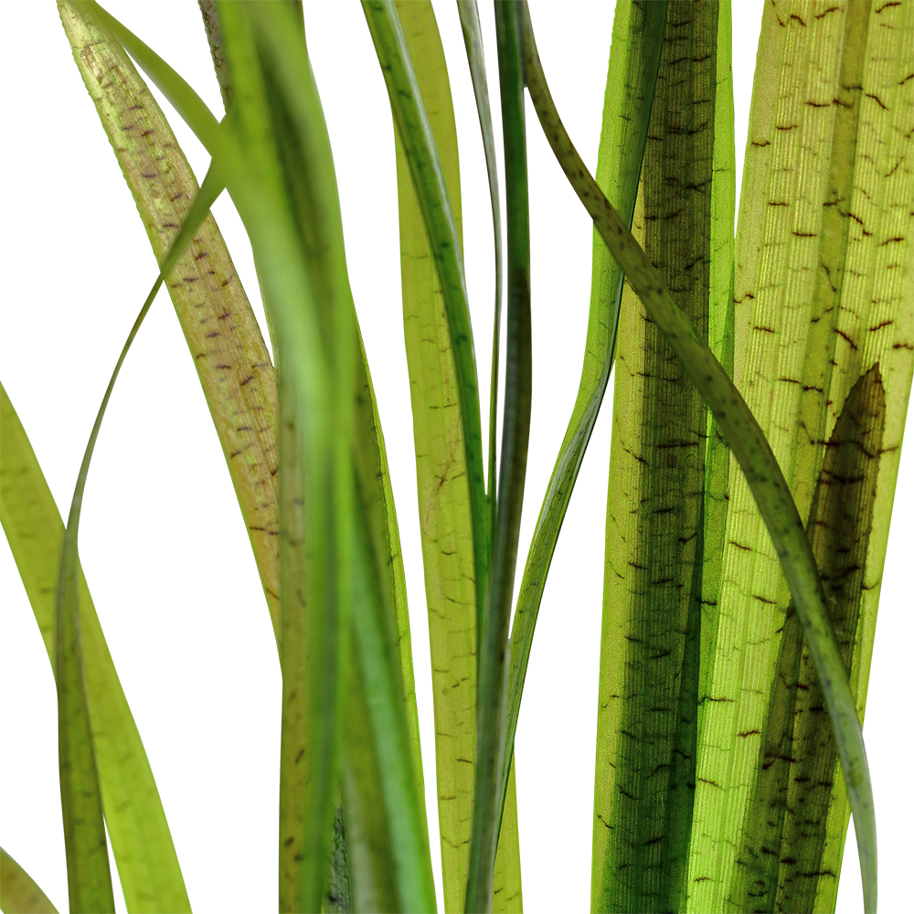 Vallisneria spiralis 'Tiger'