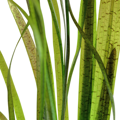 Vallisneria spiralis 'Tiger'
