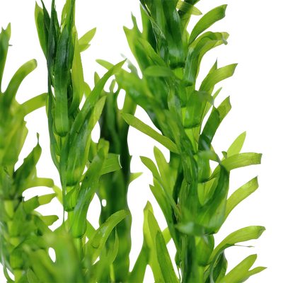 Egeria densa