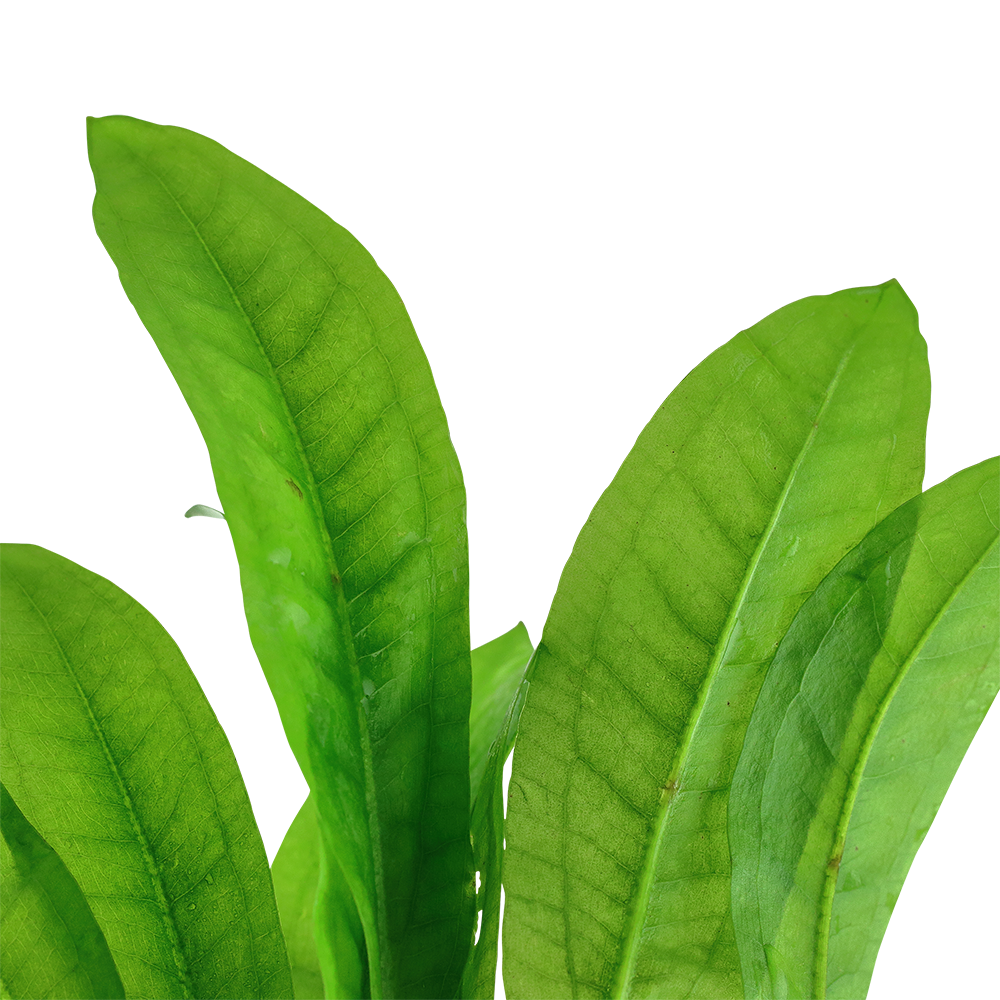 Echinodorus grisebachii 'Bleherae'