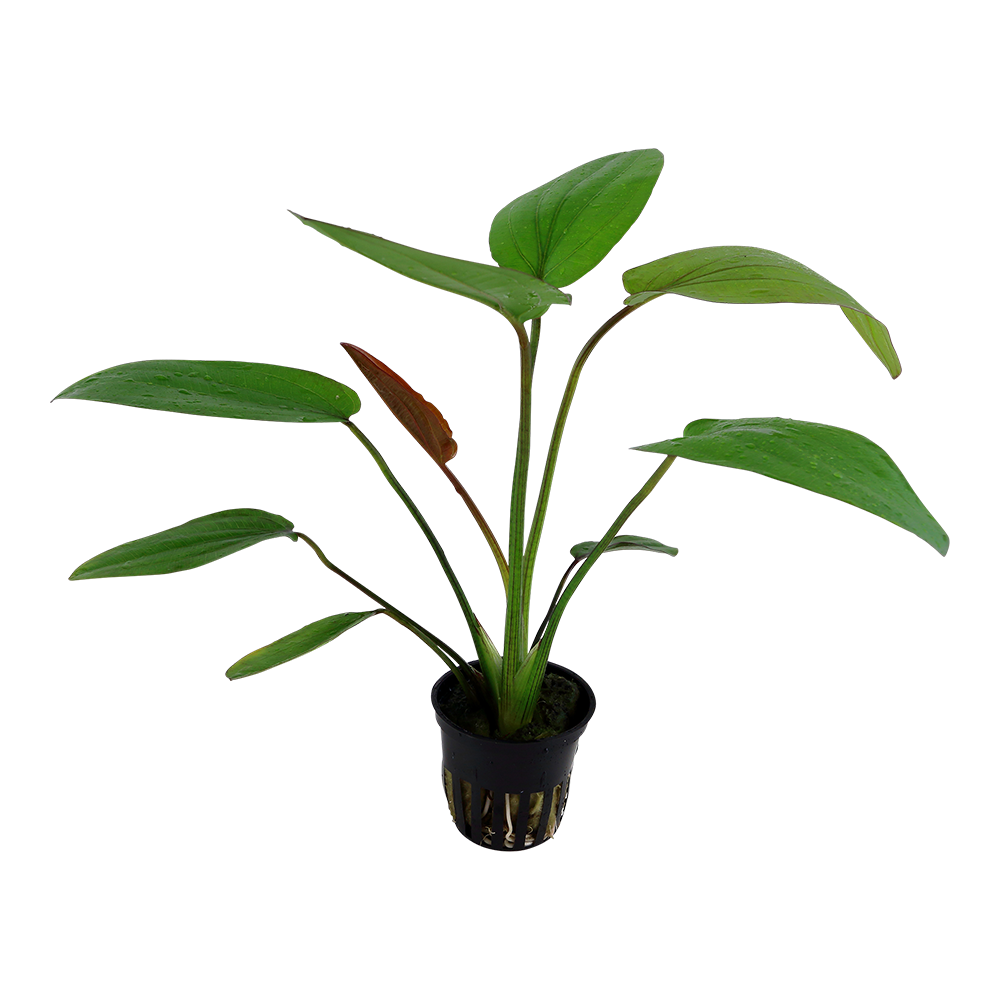 Echinodorus x barthii