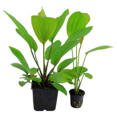 Echinodorus 'Rosé'
