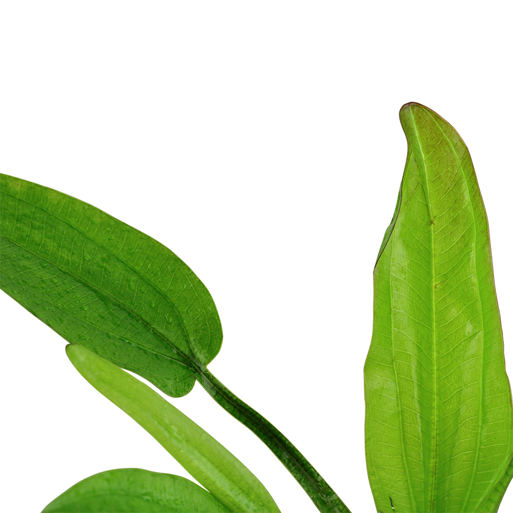Echinodorus cordifolius 'Fluitans'