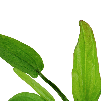 Echinodorus cordifolius 'Fluitans'