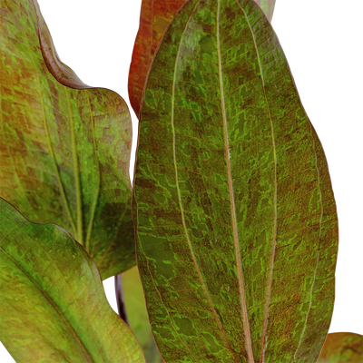 Echinodorus 'Ozelot'