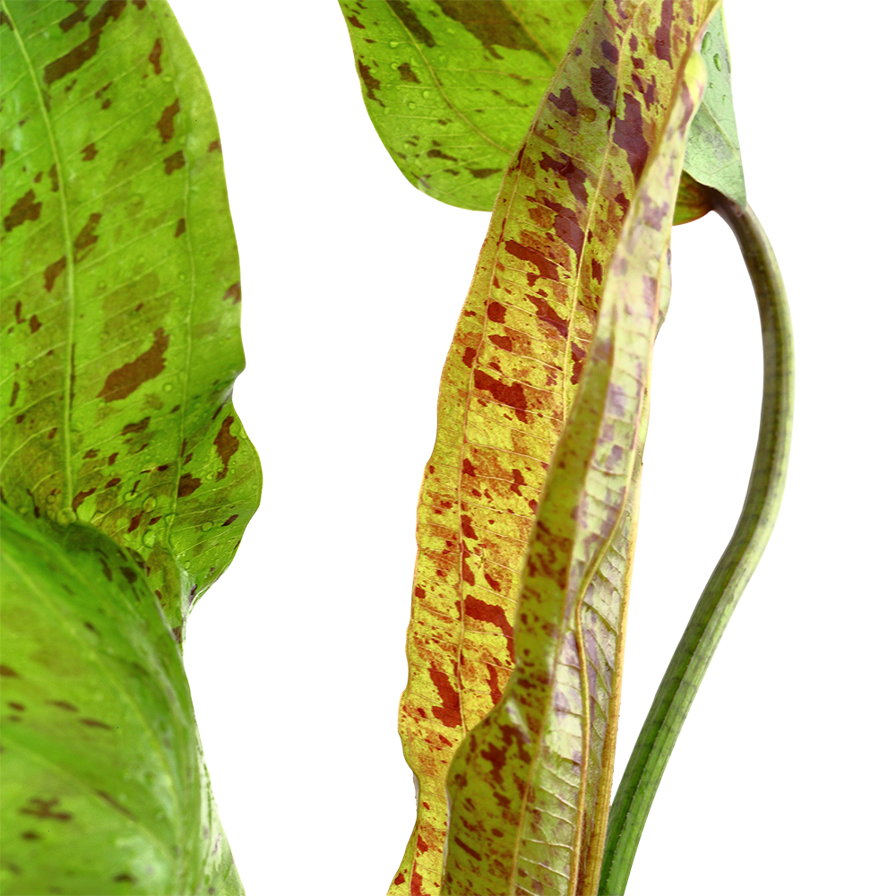 Echinodorus 'Ozelot Green'