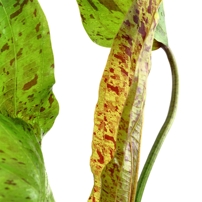 Echinodorus 'Ozelot Green'