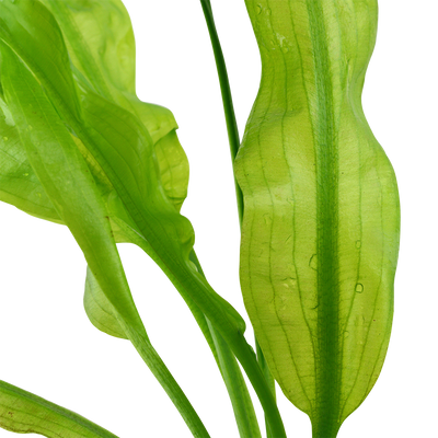 Aponogeton ulvaceus