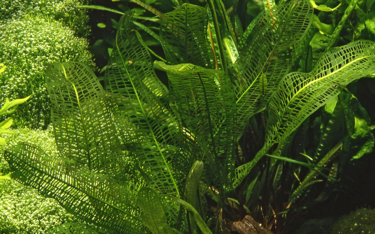Aponogeton madagascariensis