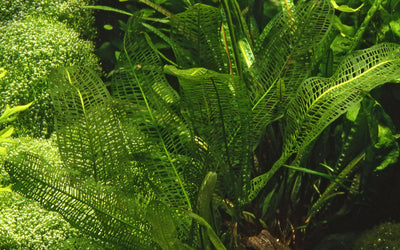 Aponogeton madagascariensis