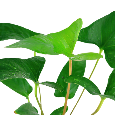 Anubias gracilis