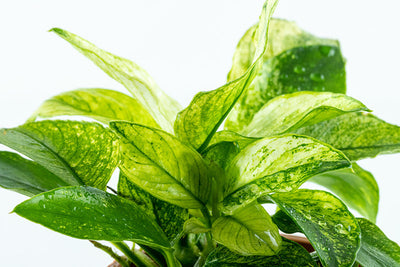 Anubias barteri var. nana 'Pinto'