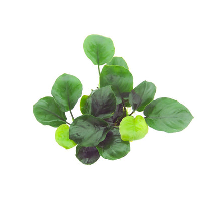 Anubias barteri 'Coin Leaf'