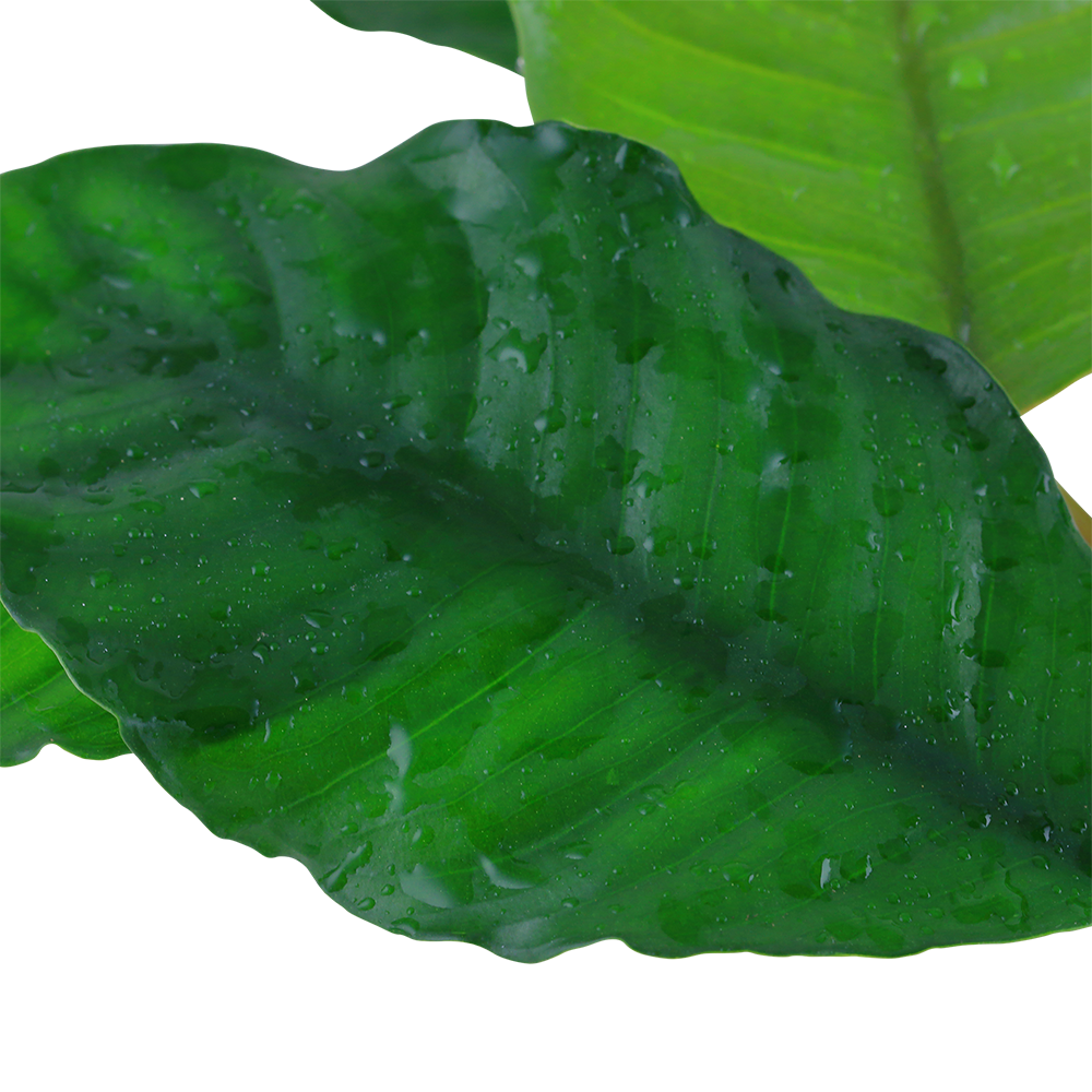 Anubias barteri var. 'Coffeifolia'