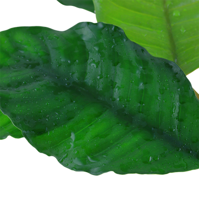Anubias barteri var. 'Coffeifolia'