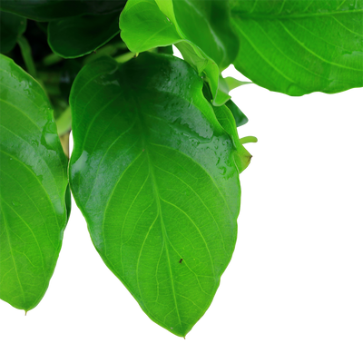 Anubias barteri var. nana 'Large'