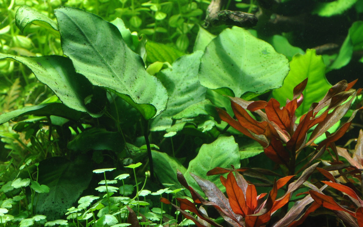 Anubias barteri caladiifolia