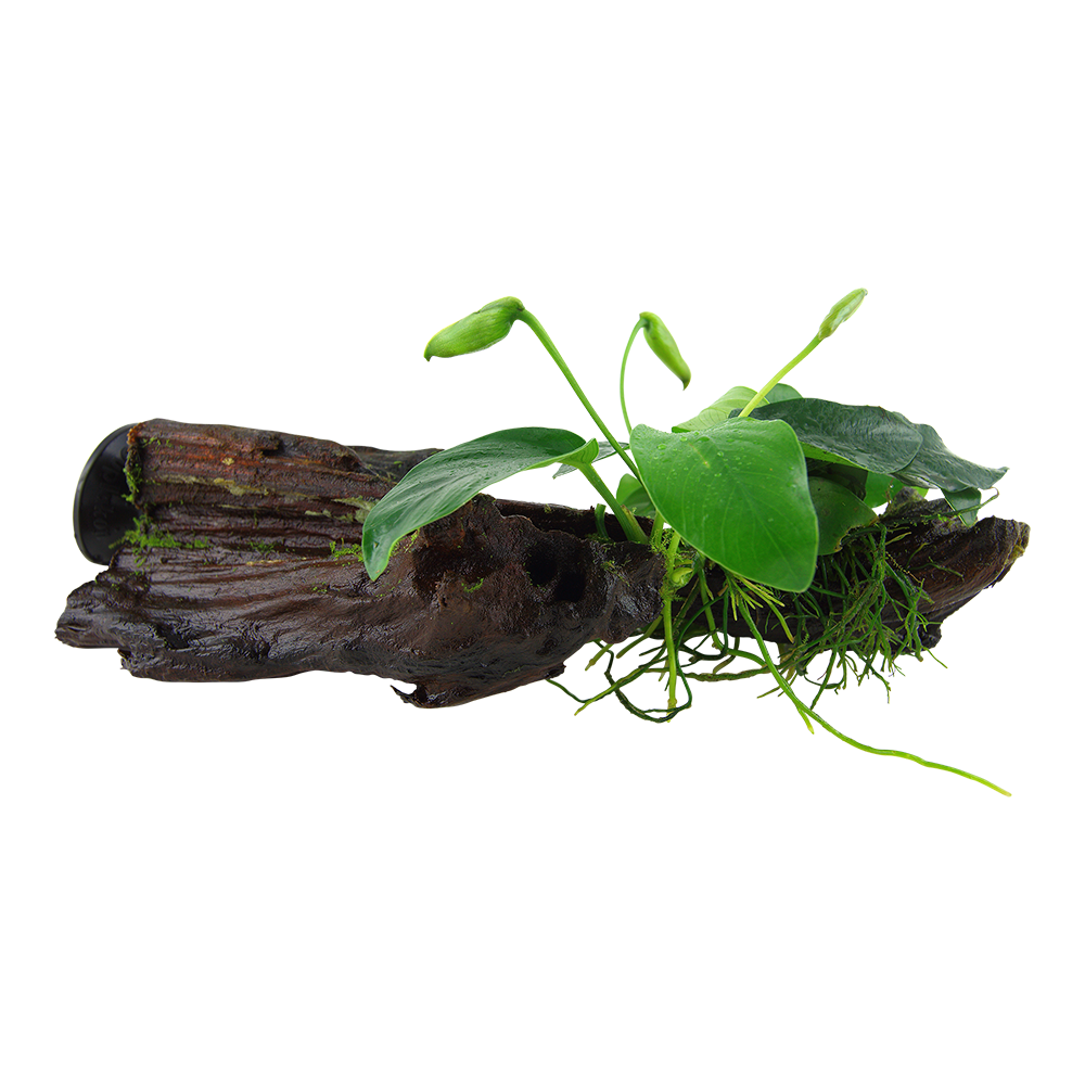 Anubias barteri nana