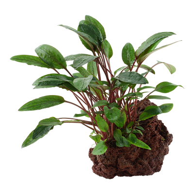Cryptocoryne beckettii 'Petchii'