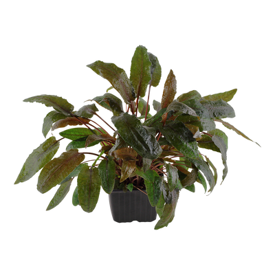 Cryptocoryne wendtii 'Tropica'