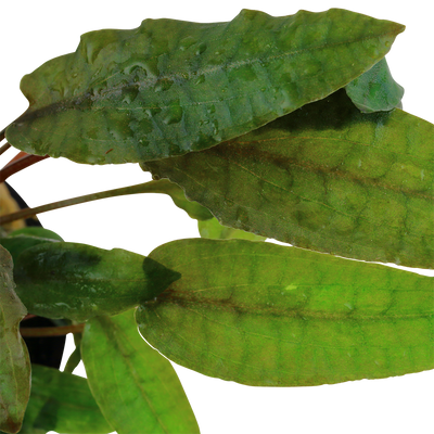Cryptocoryne wendtii 'Tropica'