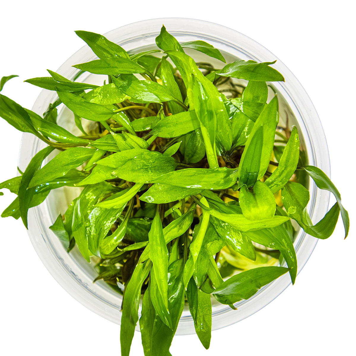 Cryptocoryne wendtii 'Green'