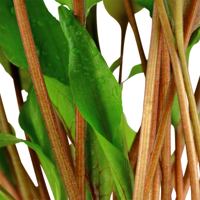 Cryptocoryne undulata 'Broad Leaf'