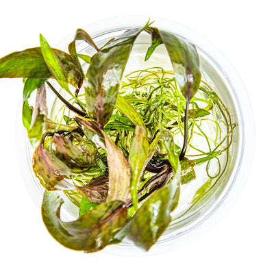 Cryptocoryne nurii