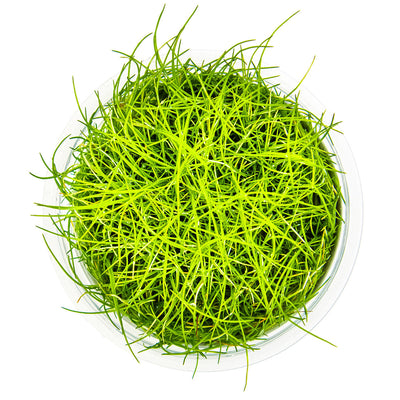 Eleocharis pusilla 'Mini'