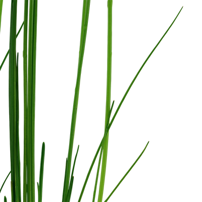 Eleocharis montevidensis