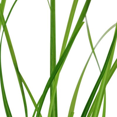 Cyperus helferi