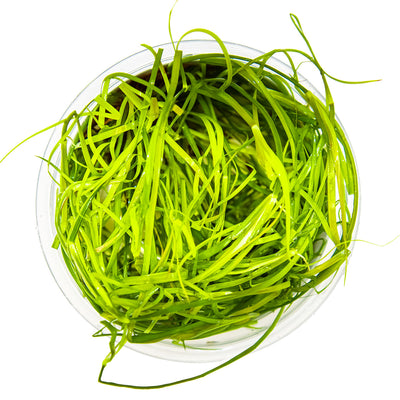 Juncus repens