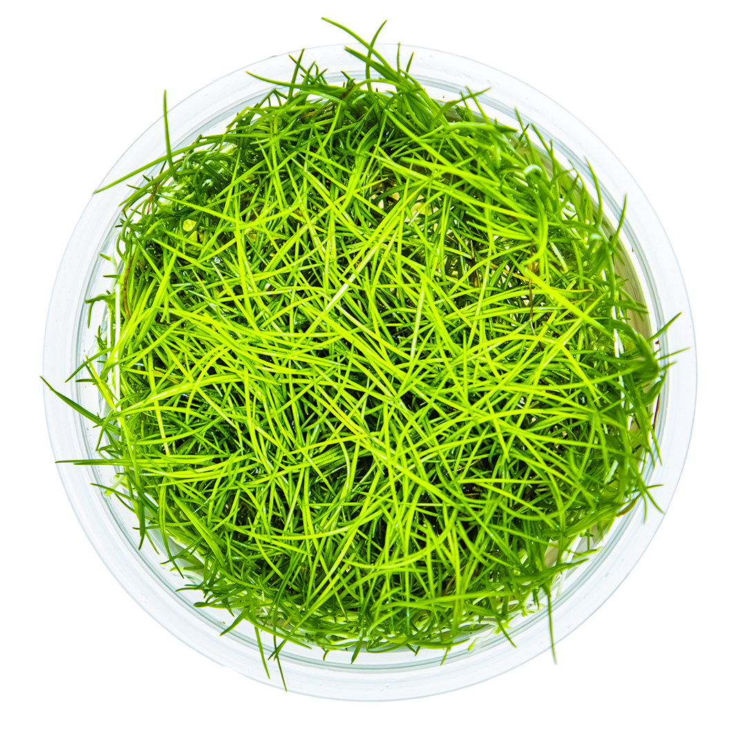 Eleocharis acicularis