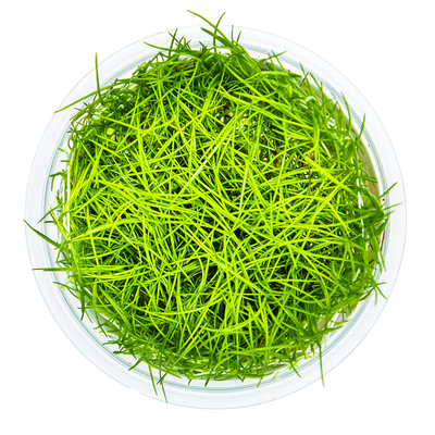 Eleocharis acicularis
